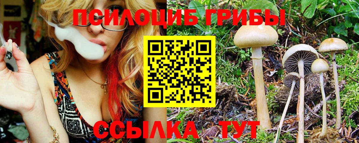 Галлюциногенные грибы Psilocybine cubensis Воронеж